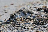 20150417_Amerikaanse Oeverloper_Medemblik_1-sharpen-sharpen
